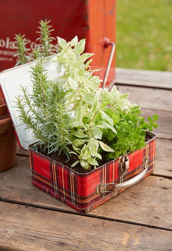 Plaid vintage lunchbox being used as an herb planter.