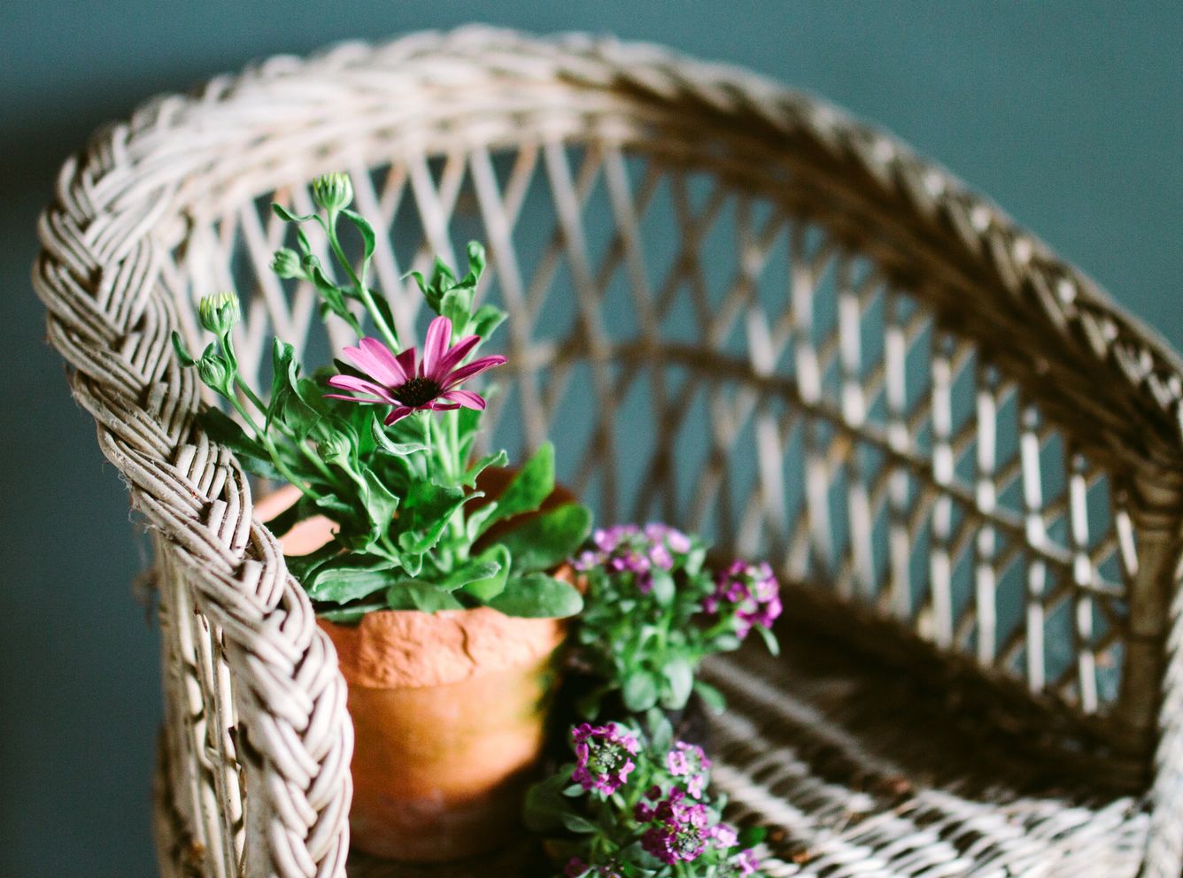Wild About Wicker